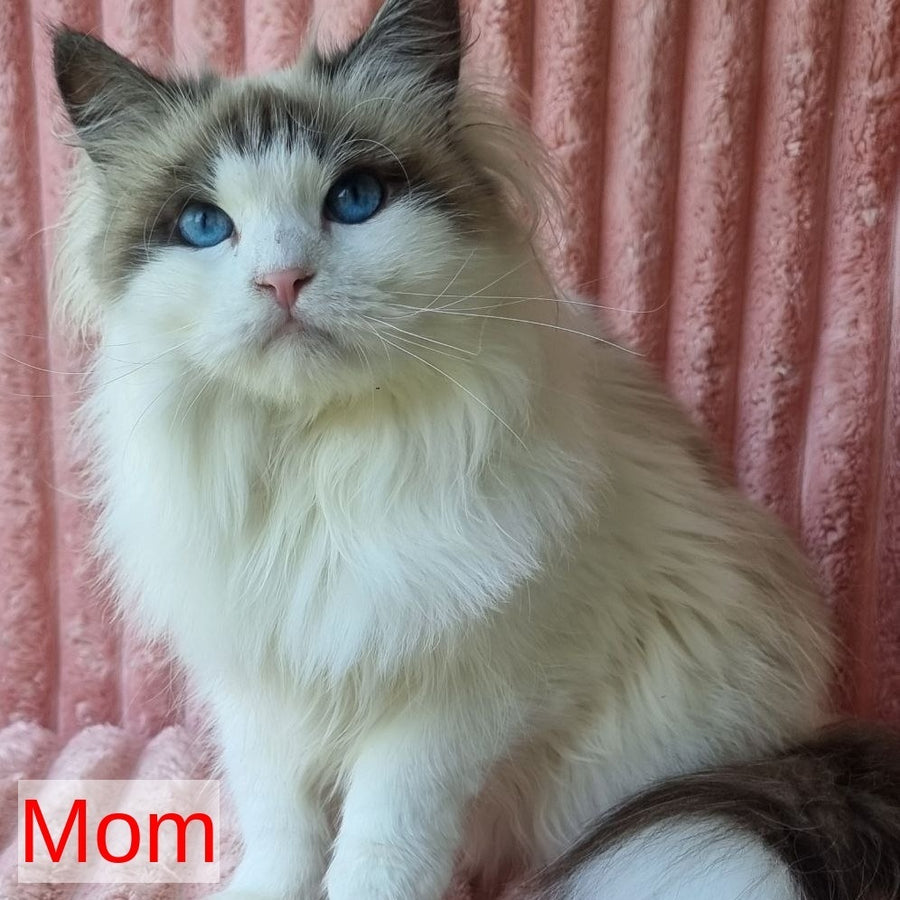 Brygytta Siberian female, black tabby pointed with white