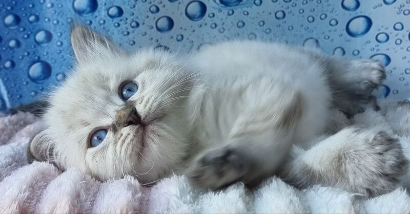 Zigfryd Siberian male seal tabby pointed - live animals