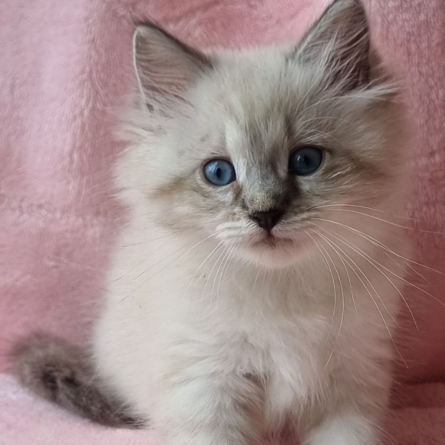 Berta Siberian female, black tabby pointed