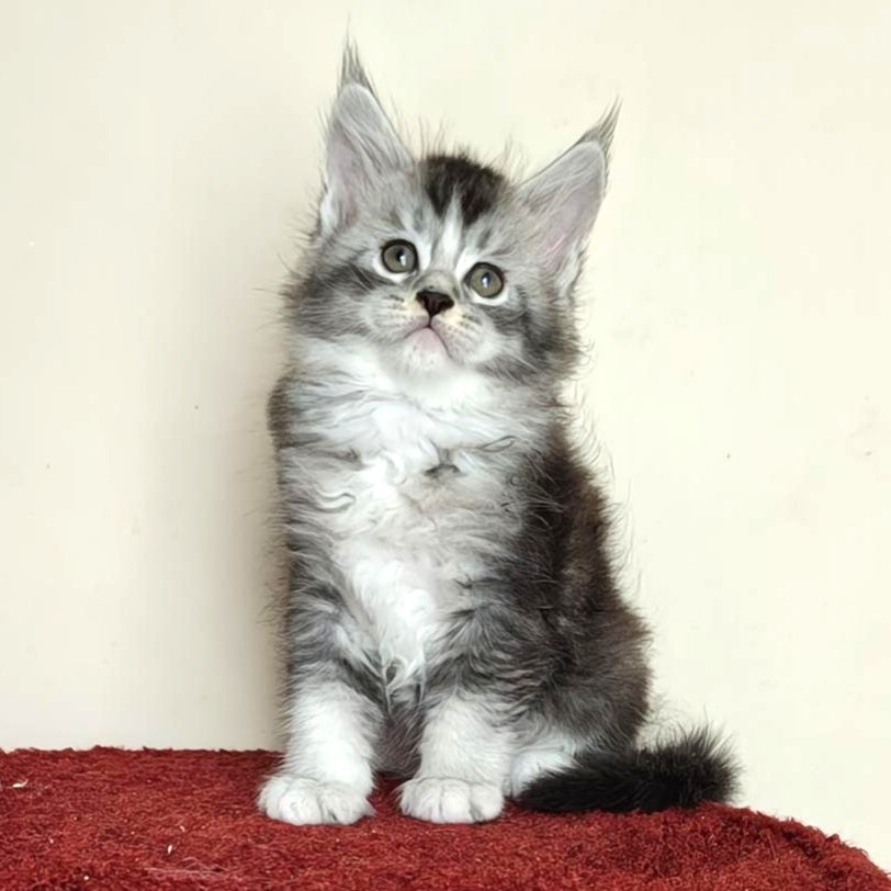 Holiday Maine Coon male, black silver ticked tabby with white