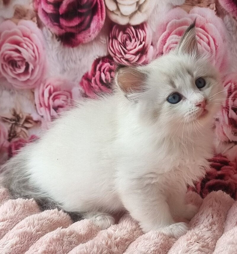 Artur Siberian male, black tabby pointed with white