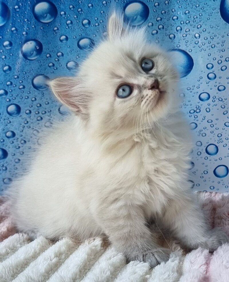 Zahar Siberian male blue tabby pointed - live animals