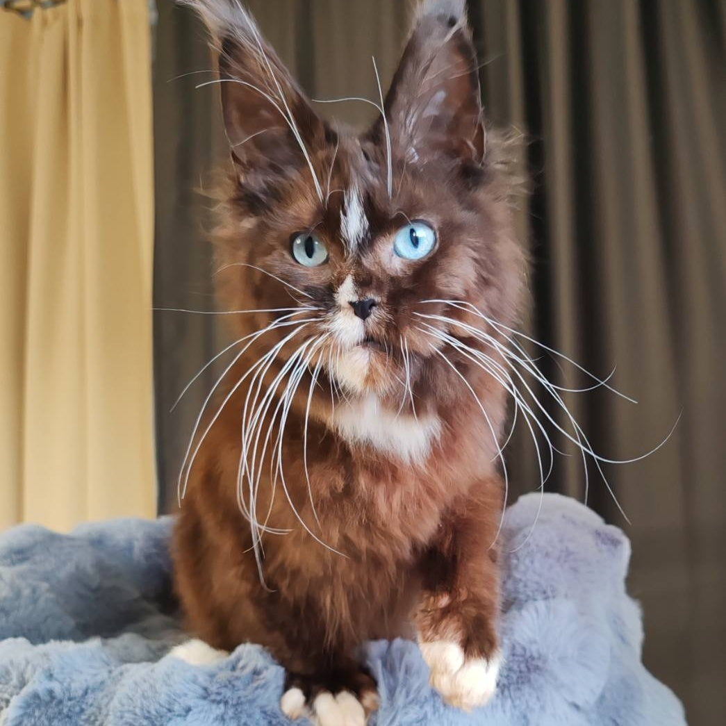 Domovoi Maine Coon male, black silver with white