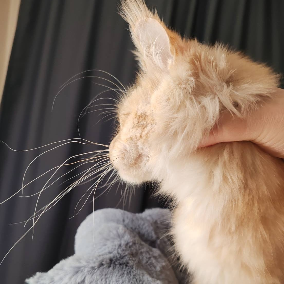 Umka Maine Coon male, red silver