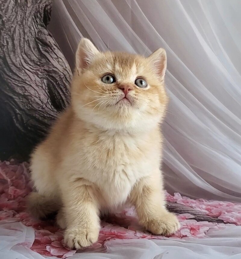 Ralph British Shorthair male cinnamon golden shaded - live animals