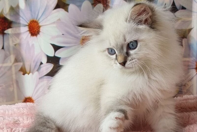 Yanis Siberian male, black tabby pointed with white