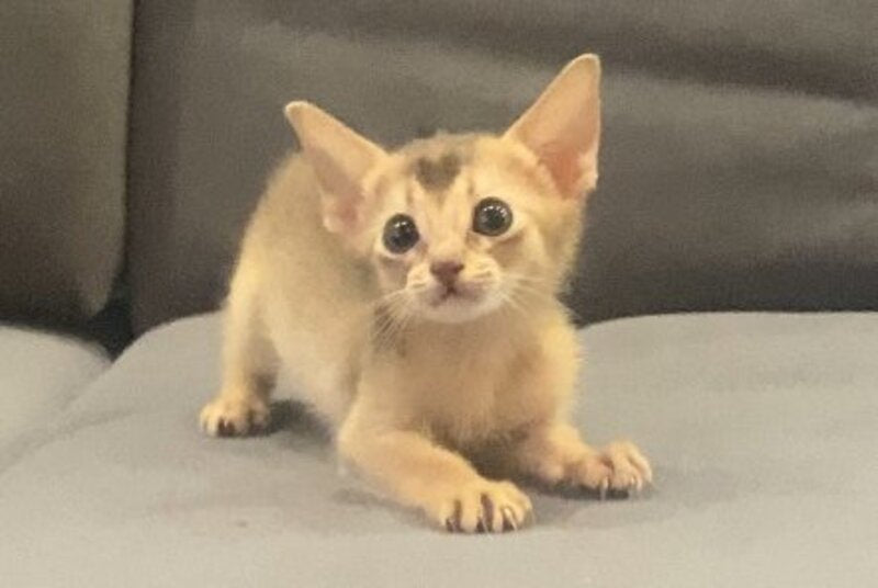 Dominica Abyssinian female, blue