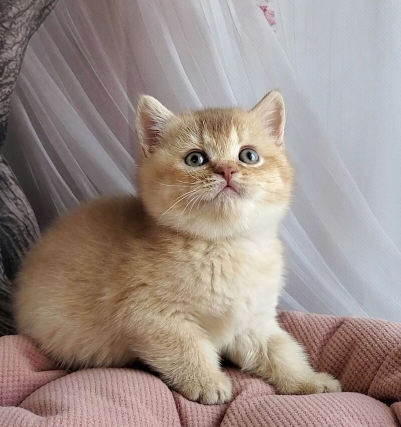 Ralph British Shorthair male cinnamon golden shaded - live animals