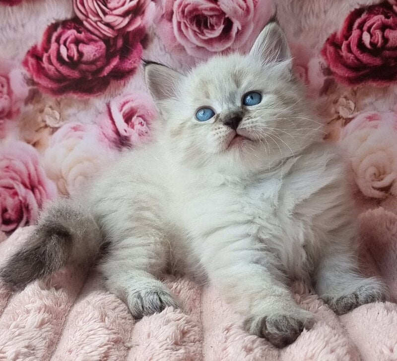 Askold Siberian male, black tabby pointed