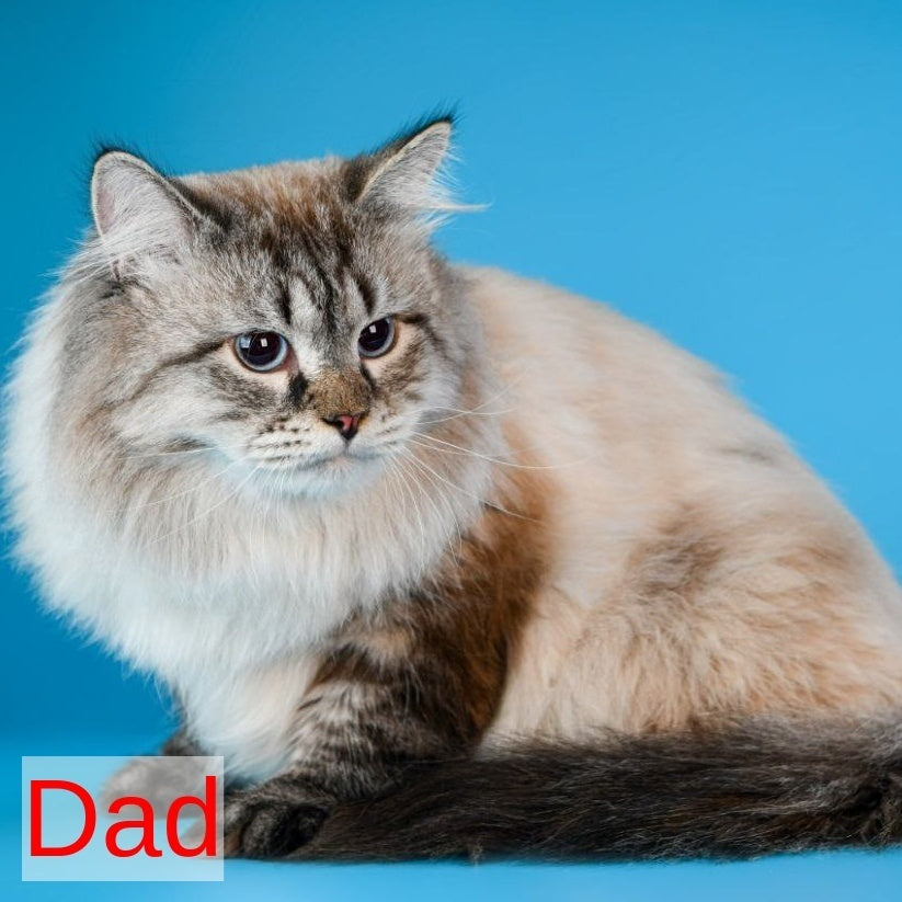 Brygytta Siberian female, black tabby pointed with white