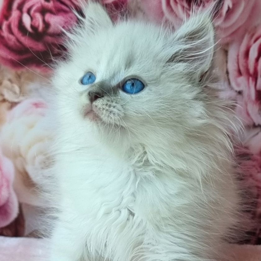 Anjelyka Siberian female, blue tabby pointed with white