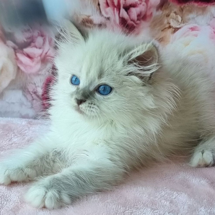 Anjelyka Siberian female, blue tabby pointed with white