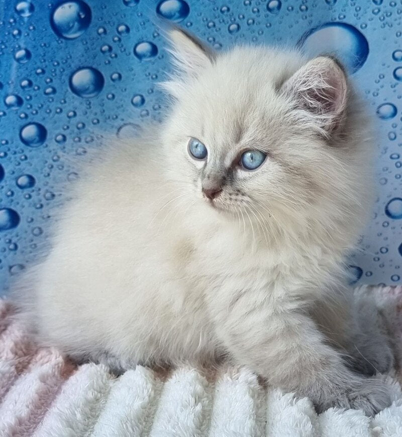 Zahar Siberian male blue tabby pointed - live animals