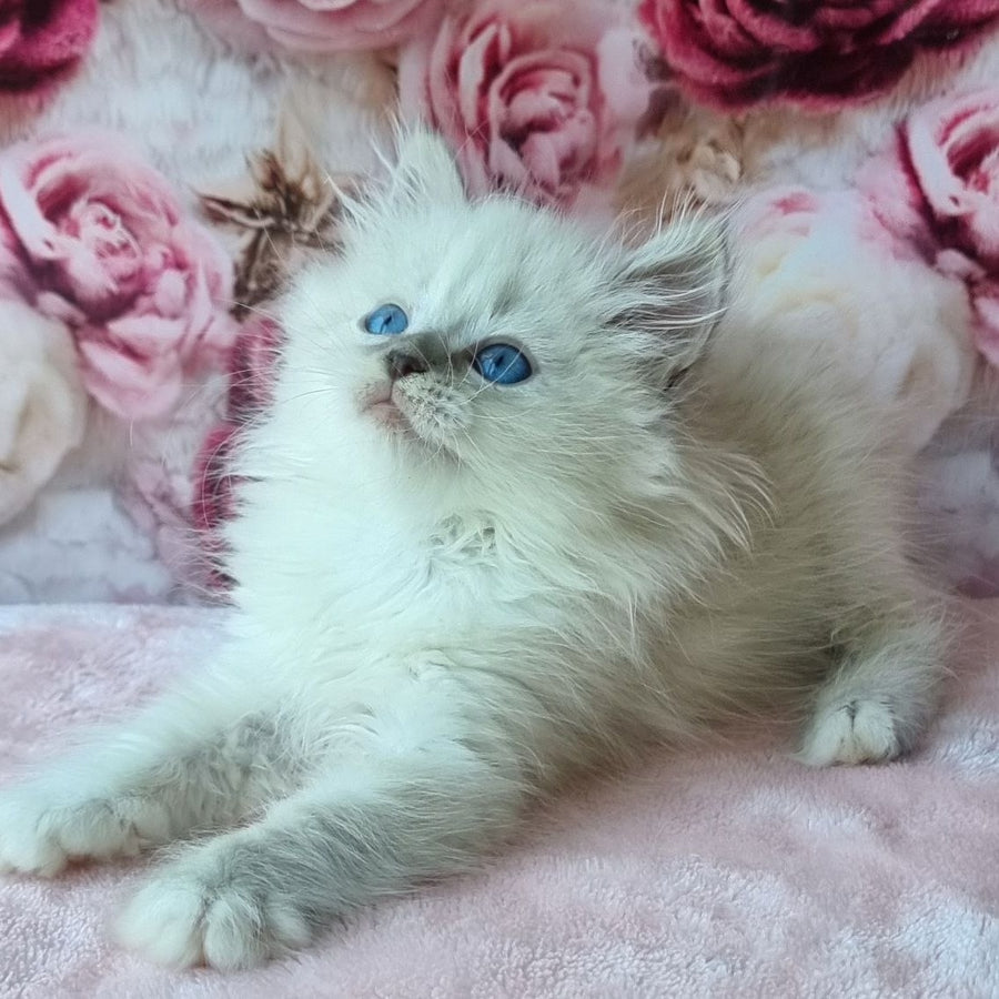 Anjelyka Siberian female, blue tabby pointed with white
