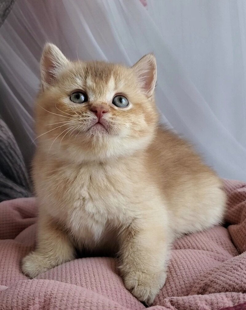 Ralph British Shorthair male cinnamon golden shaded - live animals