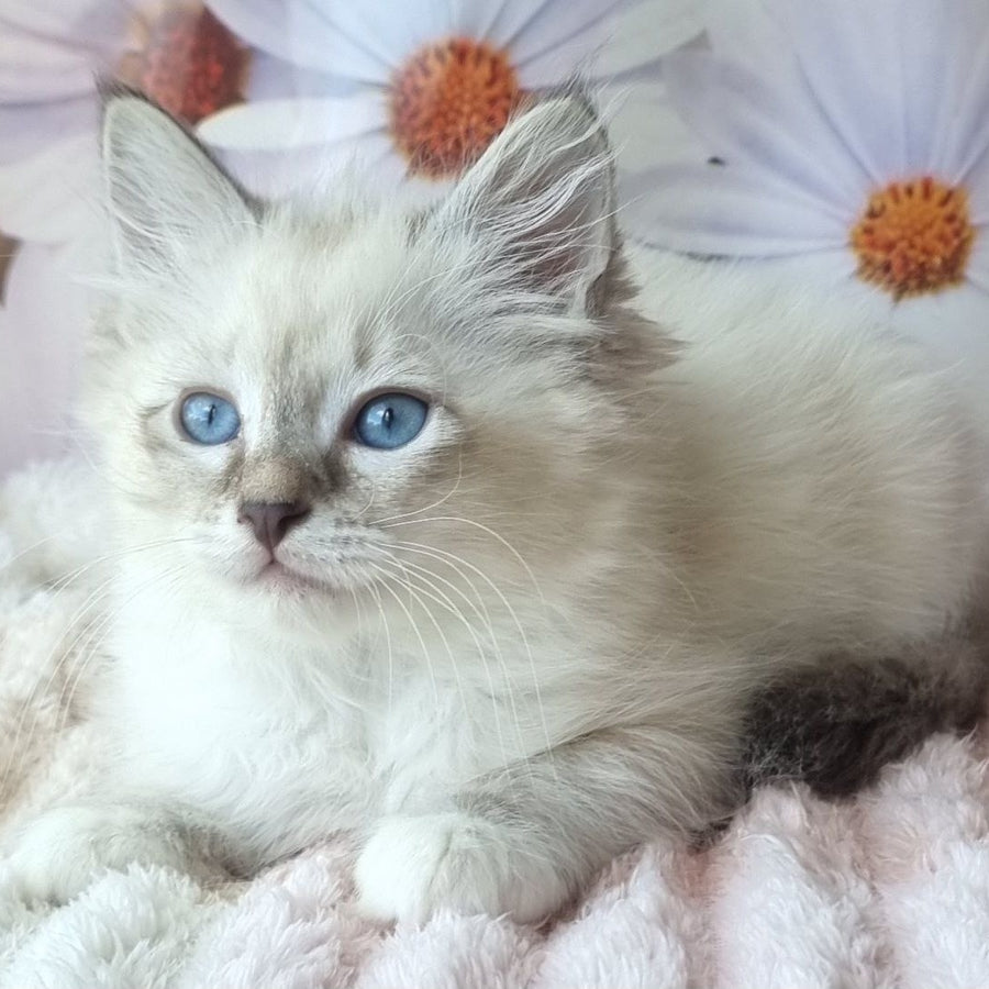 Brygytta Siberian female, black tabby pointed with white
