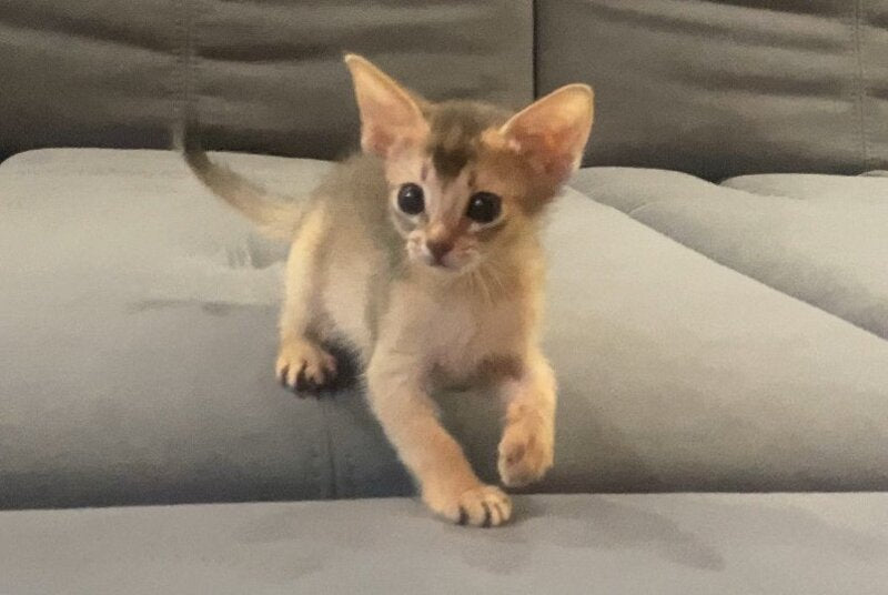 Dominica Abyssinian female, blue