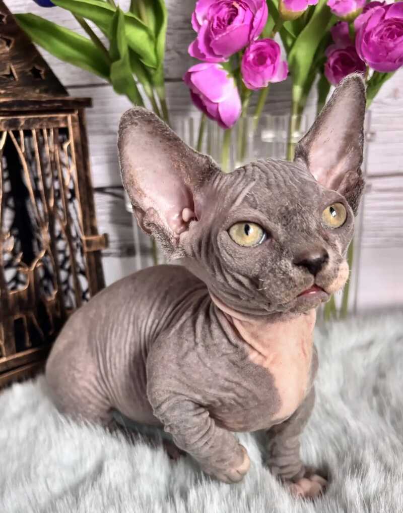 Barni Bambino male blue bicolour - live animals