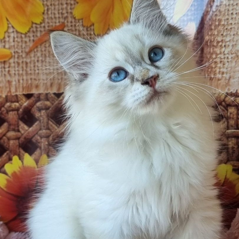 Ctefan Siberian male, black tabby pointed with white