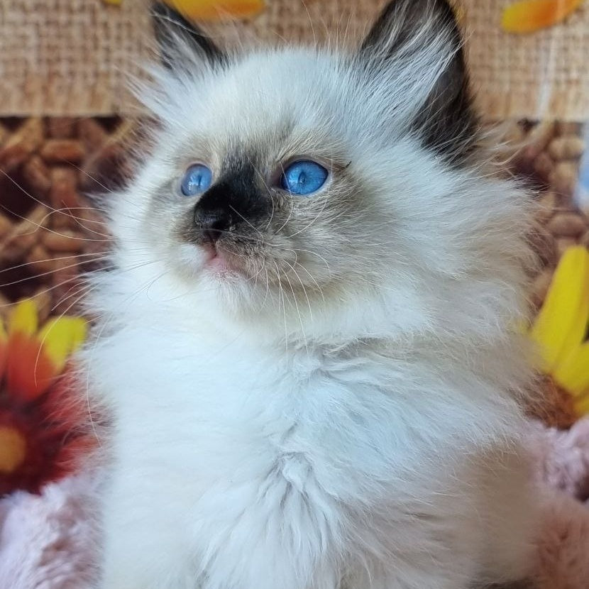 Demyan Siberian male, black pointed with white