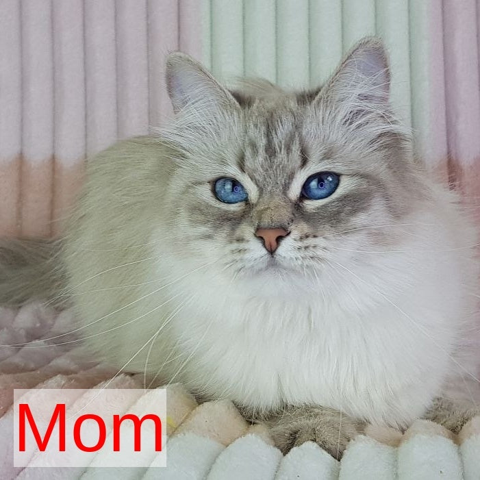 Ciyana Siberian female, blue tabby pointed
