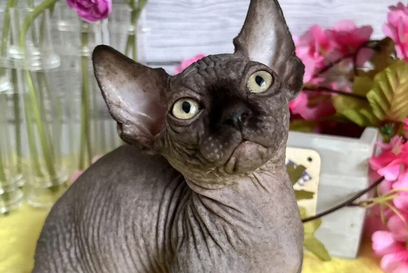 Bali Bambino male black - live animals