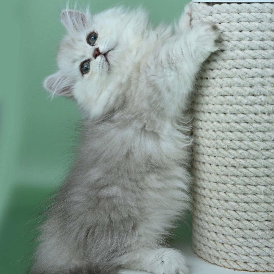 Jane Munchkin female, chocolate silver shaded