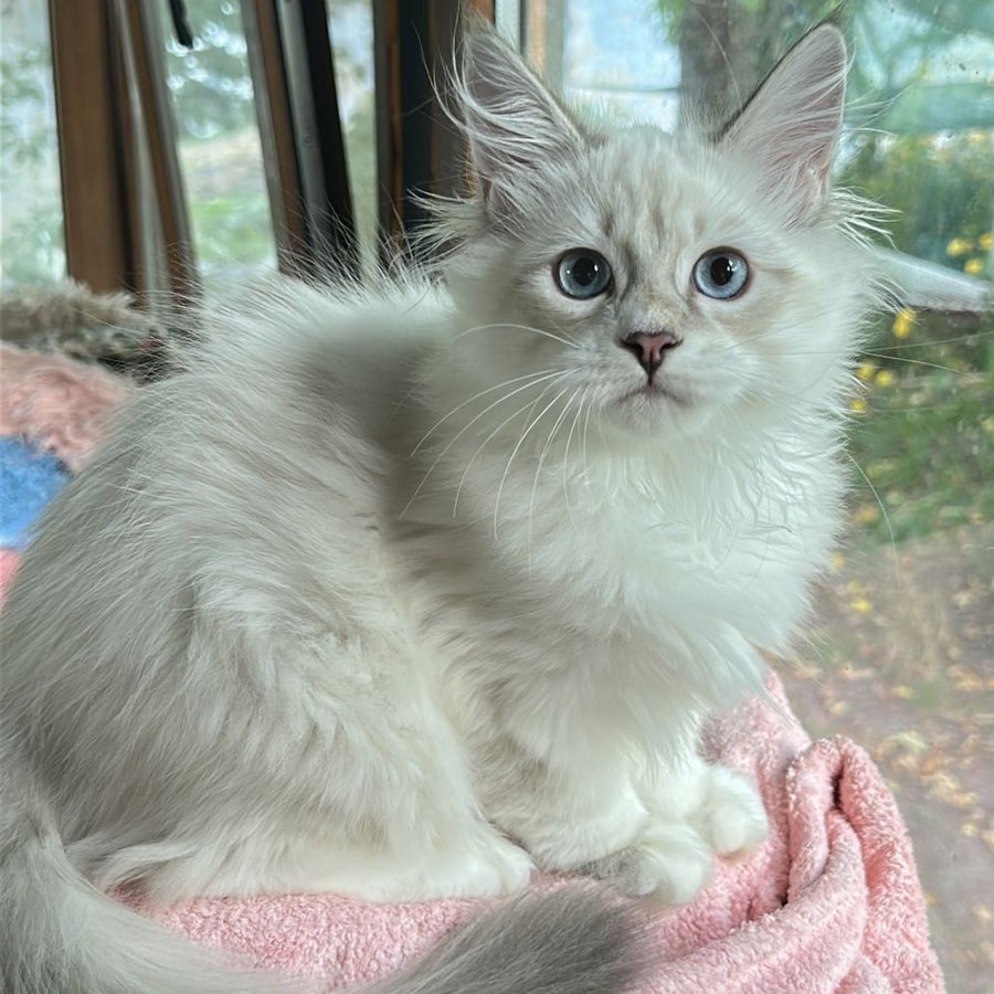 Walentine Siberian male, blue tabby pointed with white