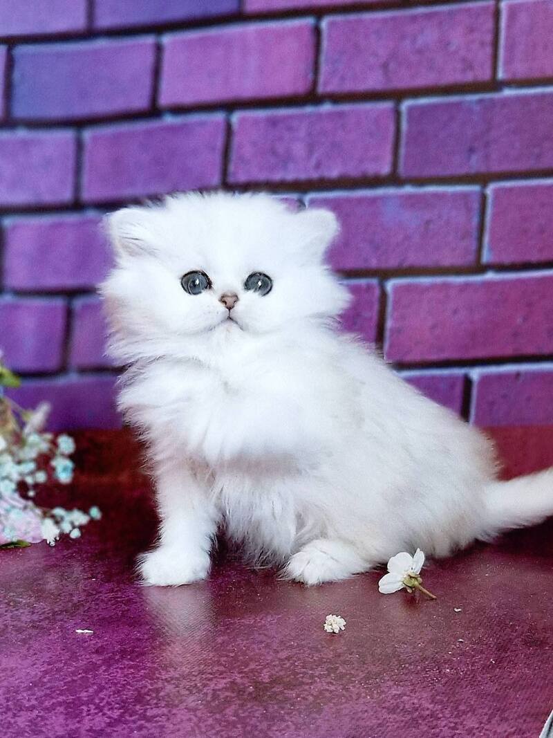 Nikki British Longhair female black silver shaded - live animals