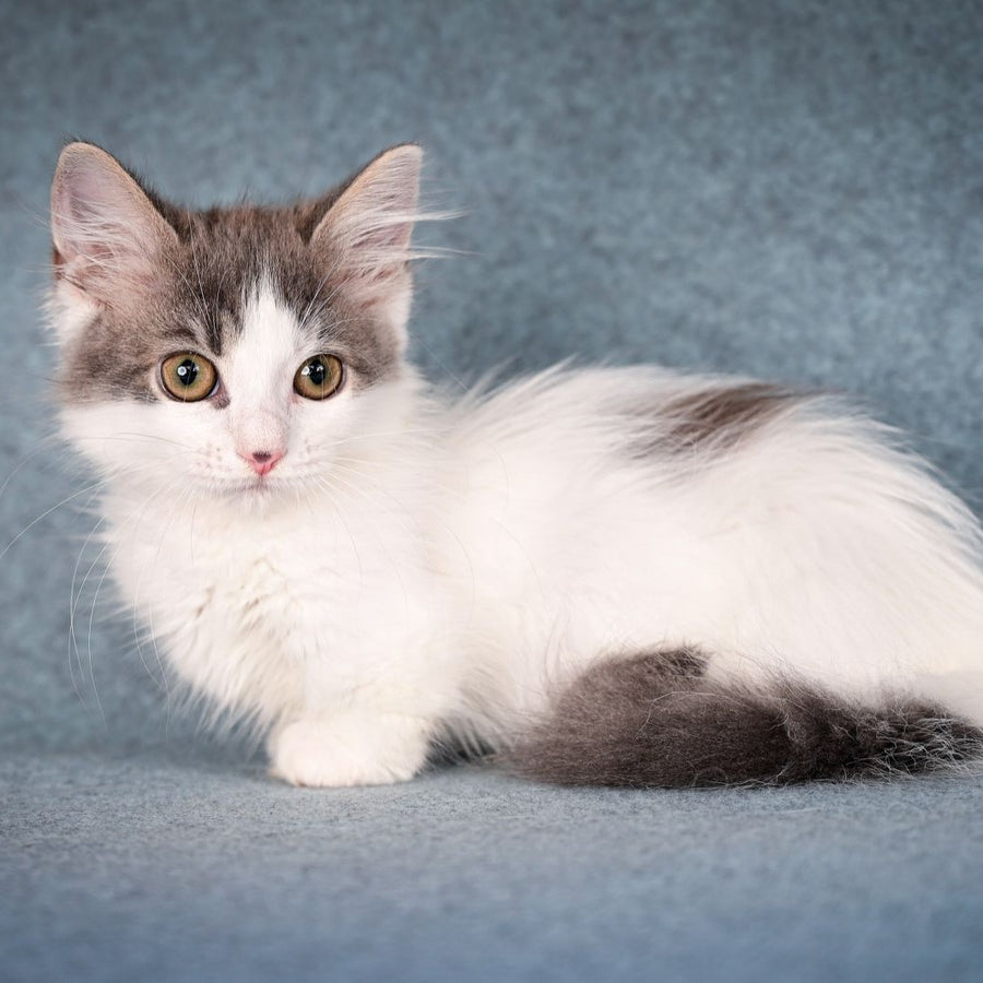 Diana Munchkin female, blue tabby harlequin