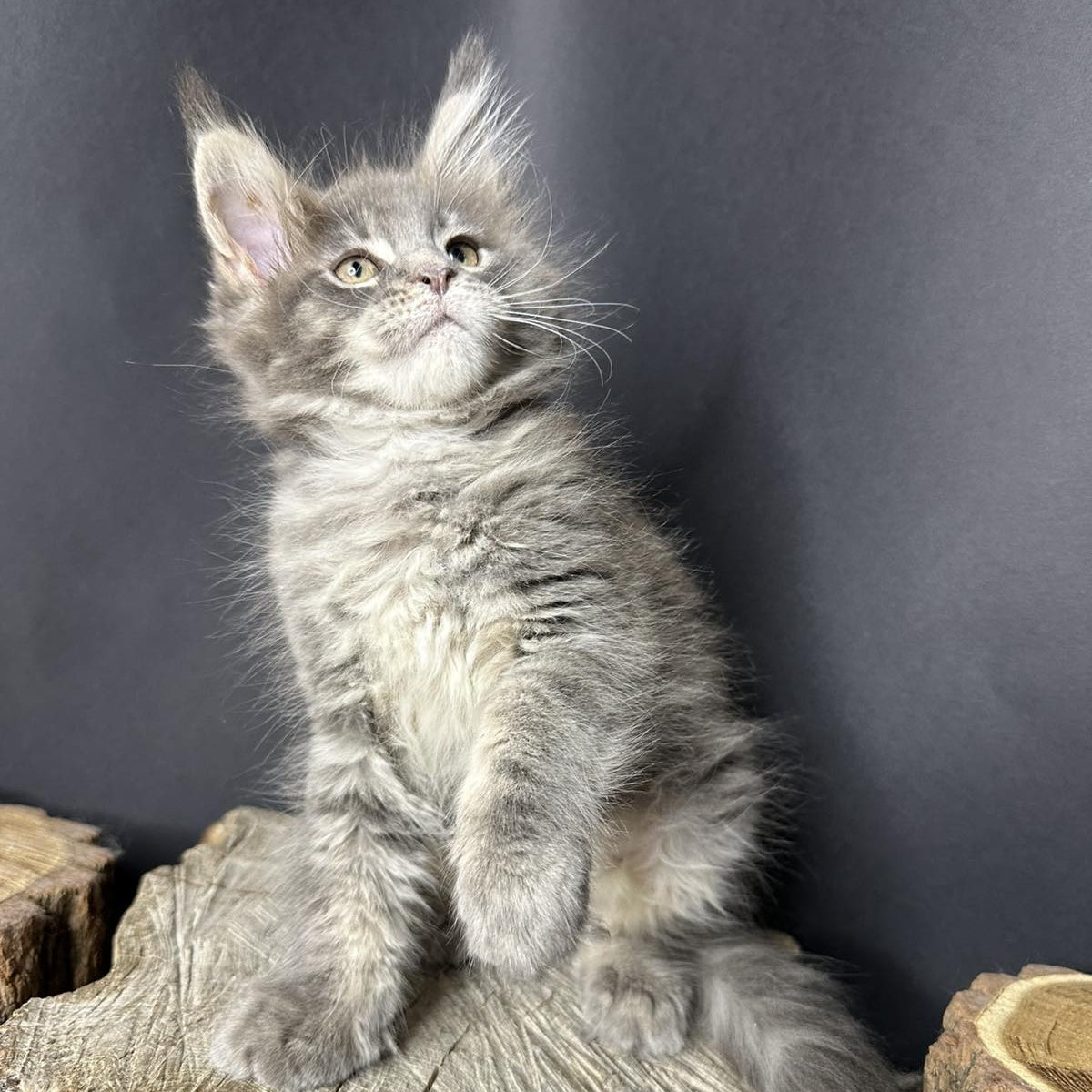 Piper Maine Coon female, blue tabby