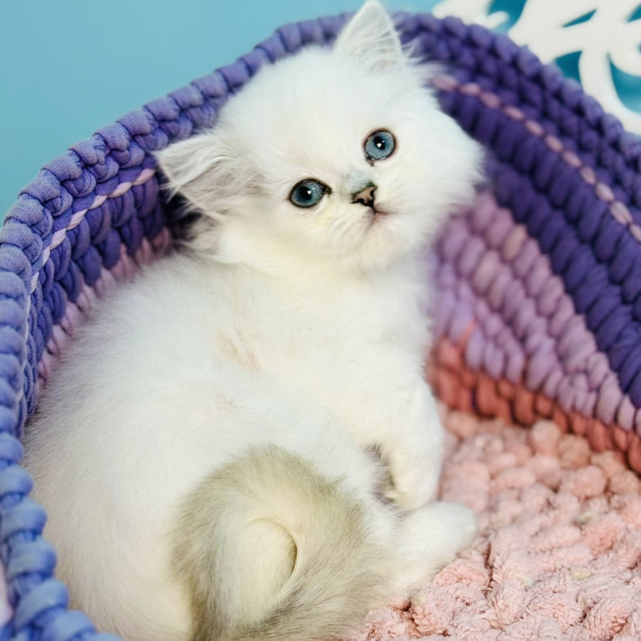 Arctic Scottish Straight male, black silver chinchilla pointed
