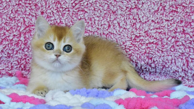 Oskar British Shorthair male, black golden chinchilla