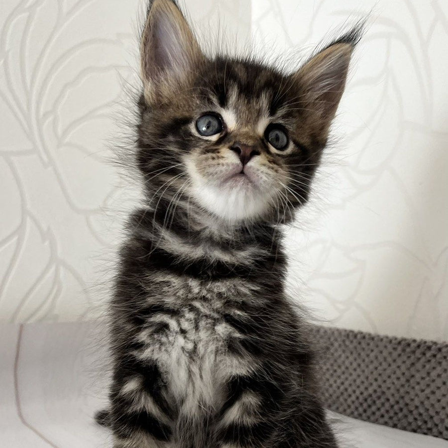Irbus Maine Coon male, black tabby