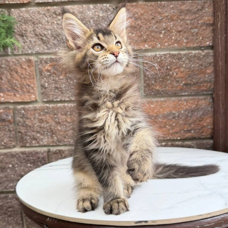 Buddy Maine Coon male, black ticked tabby