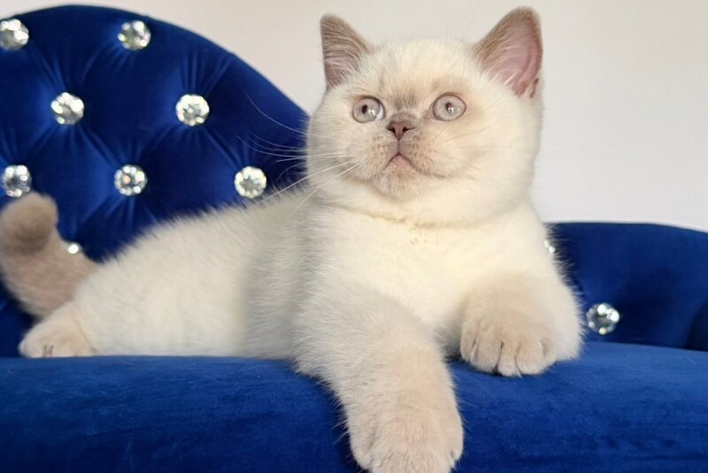 Evelyn British Shorthair male, fawn pointed