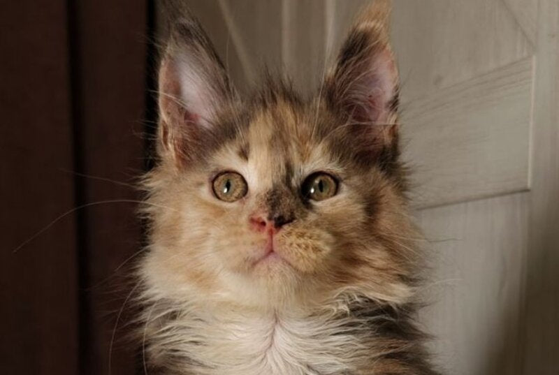 Quintara Maine Coon female blue tortie tabby bicolour live animals
