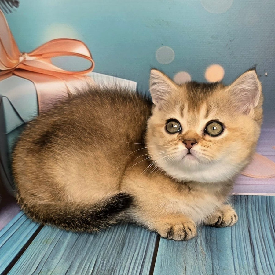Crumble Munchkin male, black golden shaded
