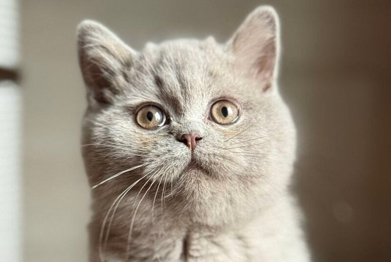 Shanti Scottish Straight male, lilac