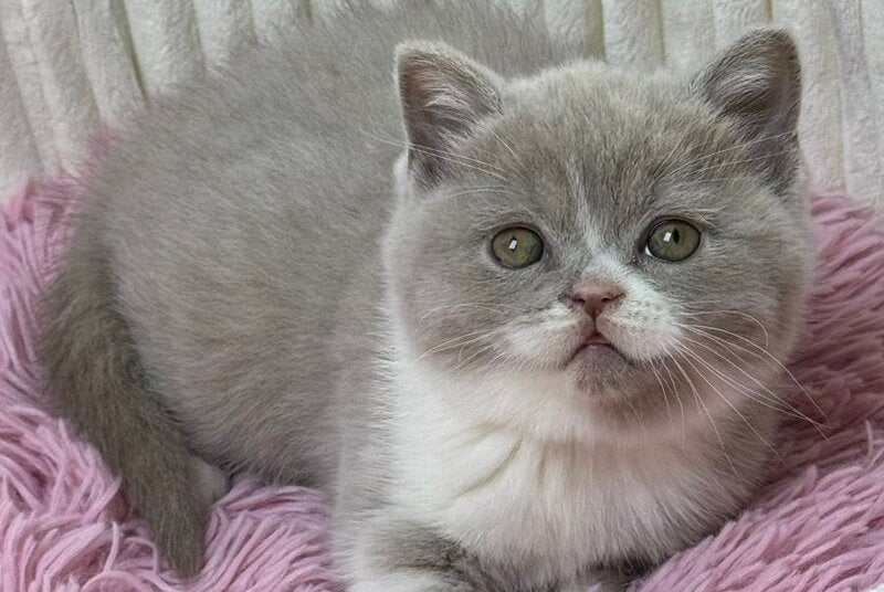 Baby Scottish Straight female, lilac bicolour