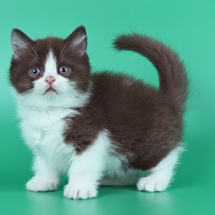 Jin British Shorthair male, chocolate bicolour