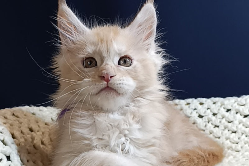 Gelios Maine Coon male, red smoke