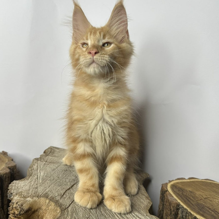 Kunzhut Maine Coon male, red tabby