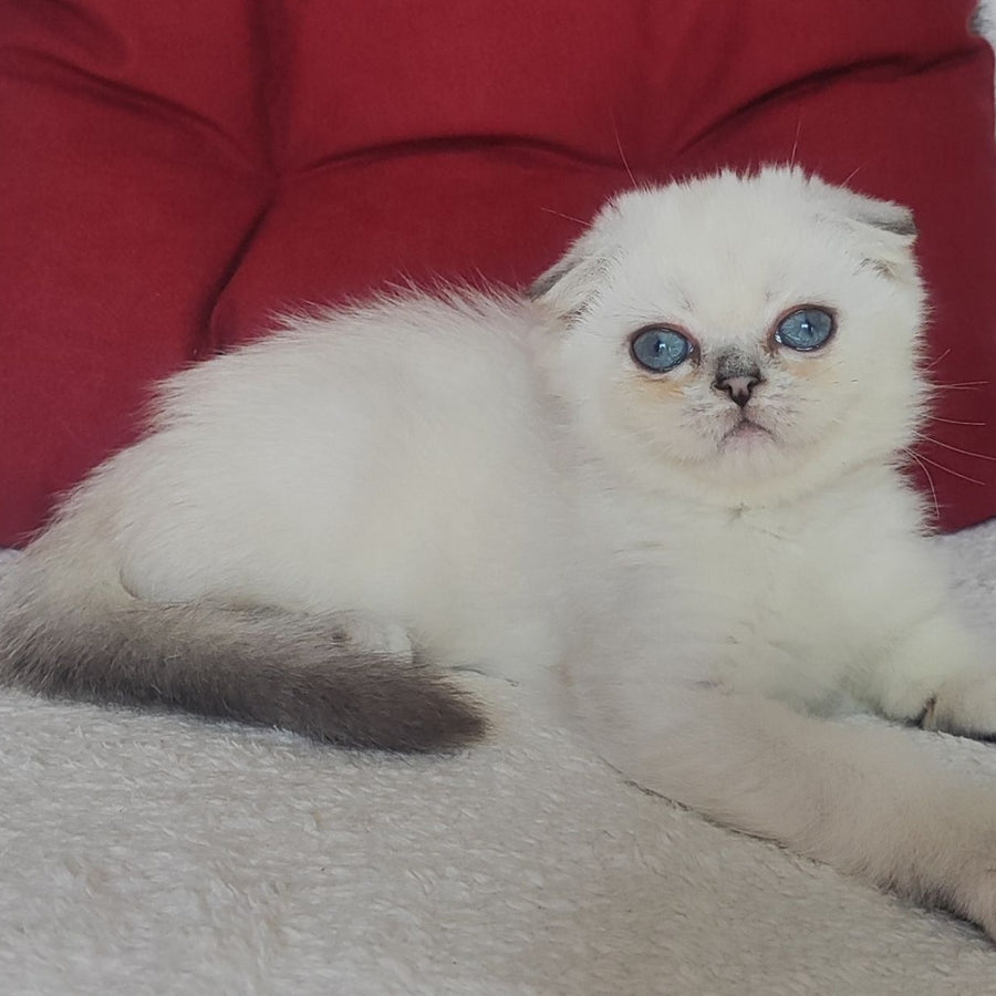 Xiomi Scottish Fold male, blue silver ticked tabby