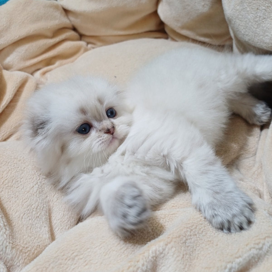 Candy Scottish Fold female, black silver tabby pointed