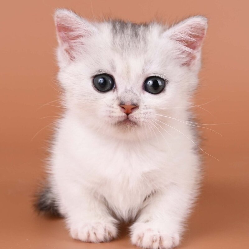 Iris Munchkin female, black silver ticked tabby bicolour