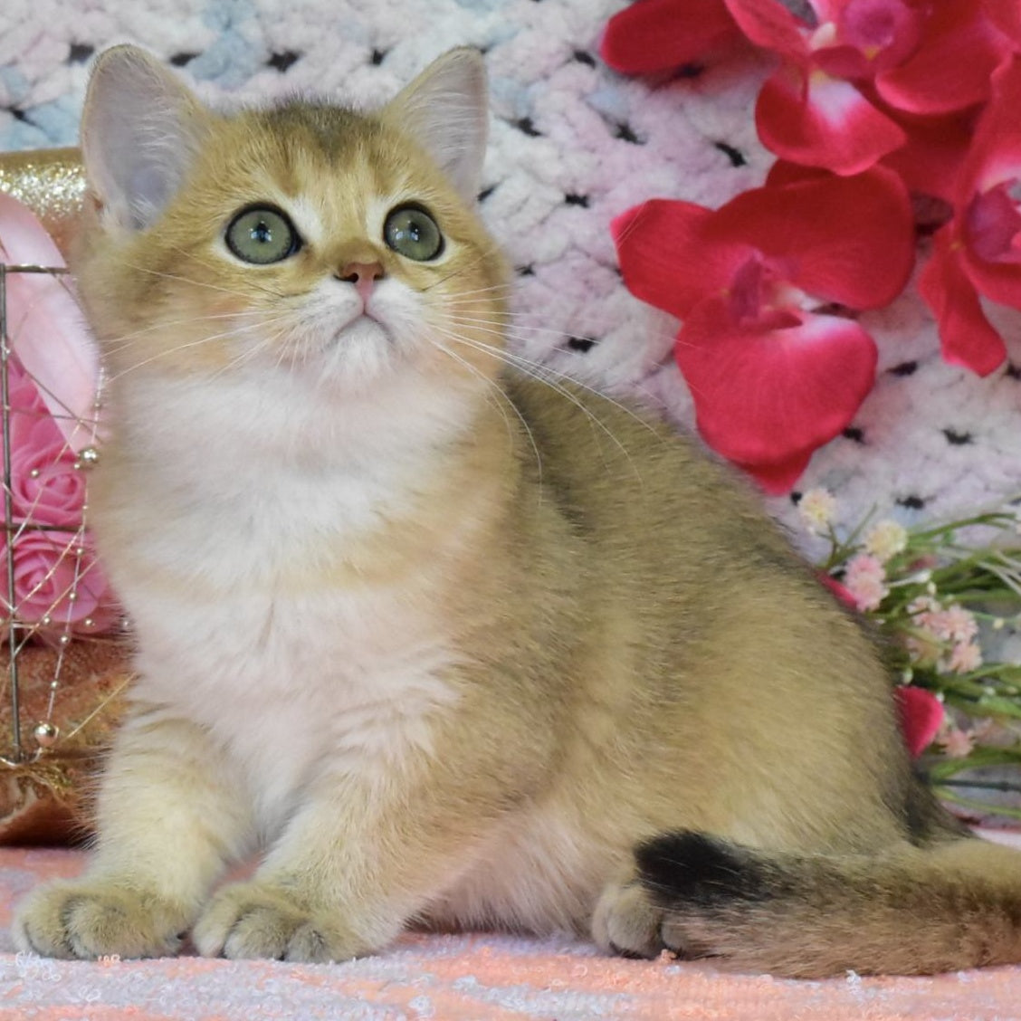 Hummer British Shorthair male, black golden shaded