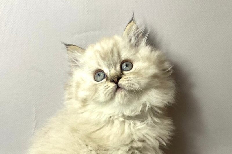 Tifani British Longhair female, black silver tabby pointed