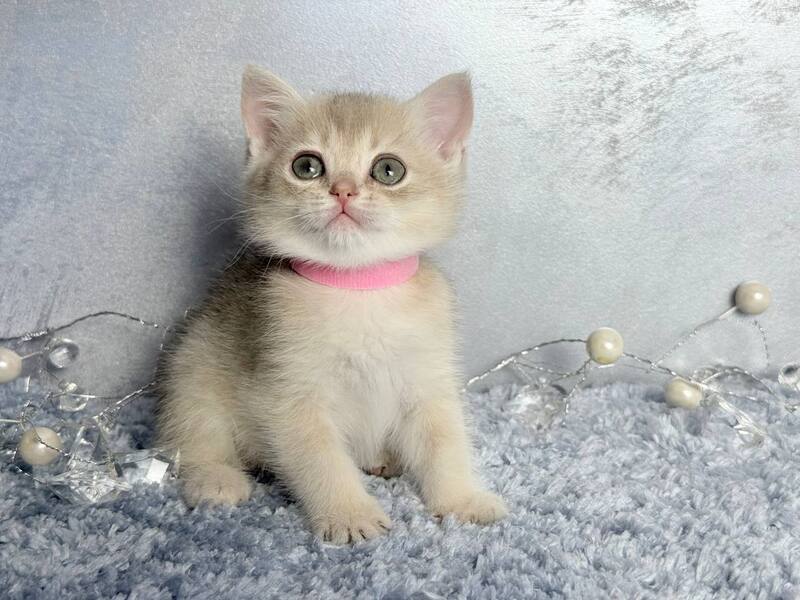 Elmira Scottish Straight female, blue golden shaded