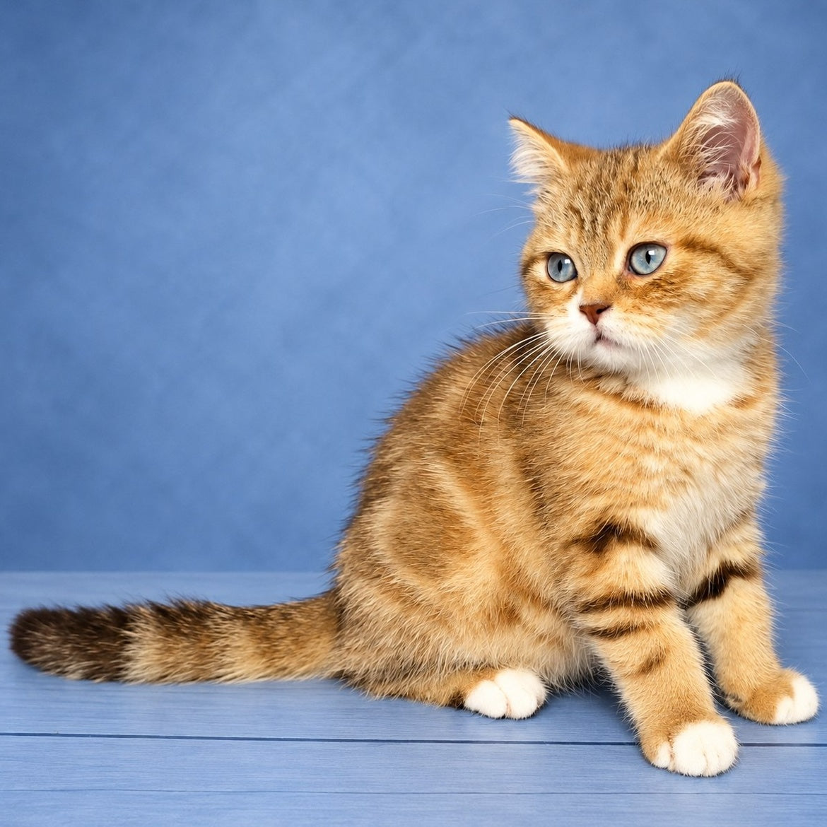 Leopold British Shorthair male, chocolate golden tabby with white